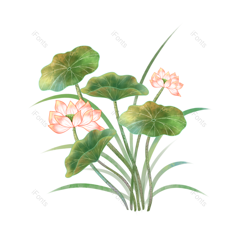 荷花图片,夏天元素,植物PNG,工笔画免抠素材